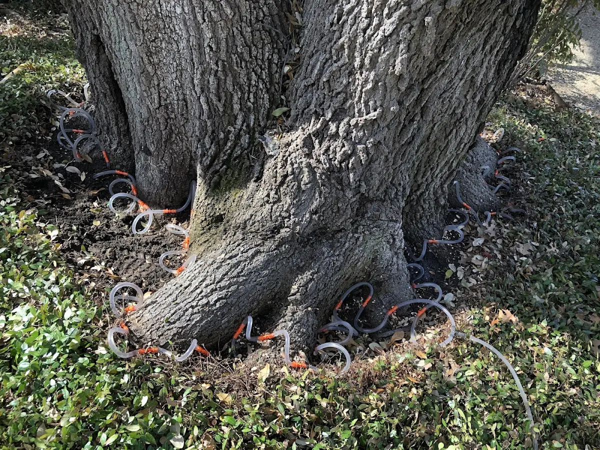 Detailed Tree Cabling and Bracing job site in Welches