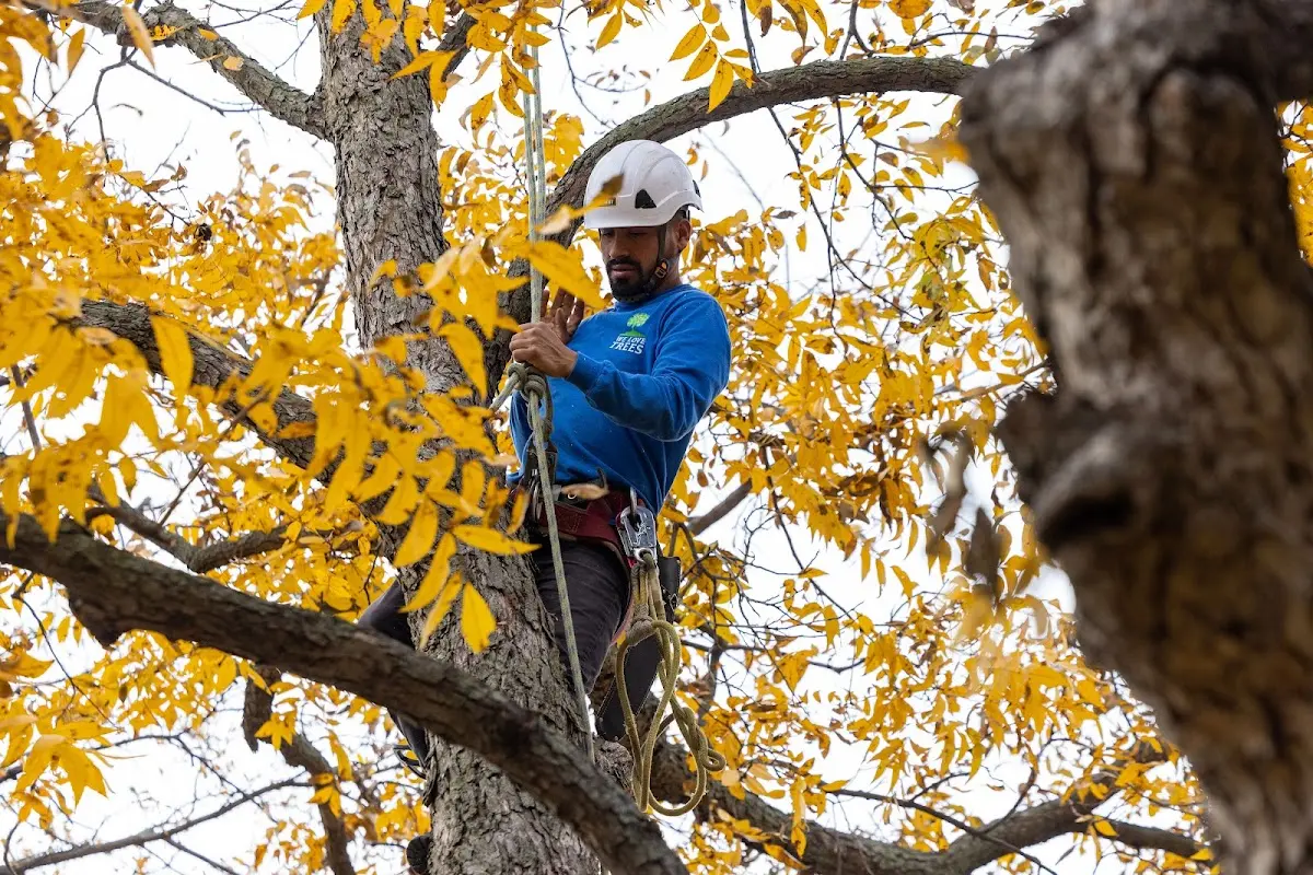 Skilled Tree Transplanting crew working in Welches